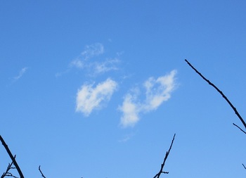 20210131蝶々雲.jpg